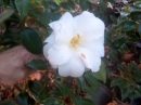 White Nun